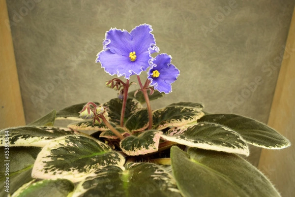 Obraz a blooming violet of home collection