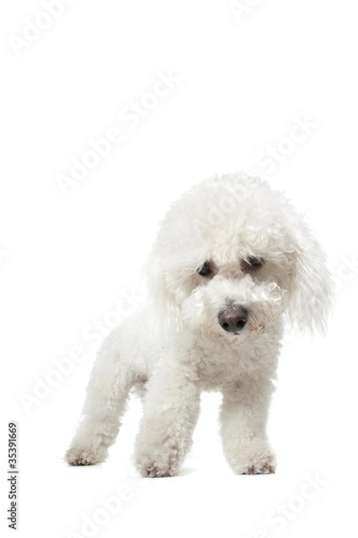 Obraz bichon frisé debout de face