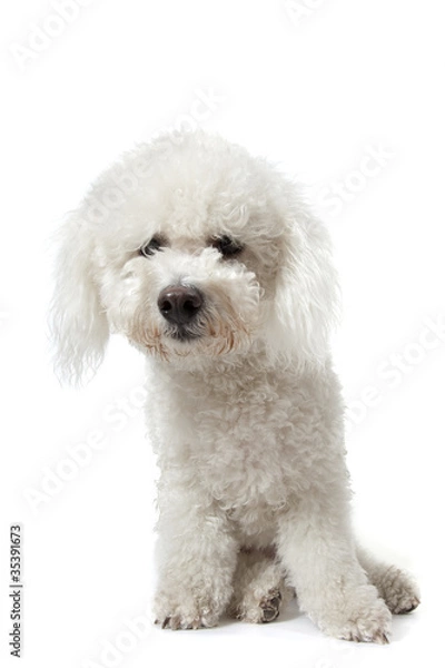 Obraz bichon frisé assis de face