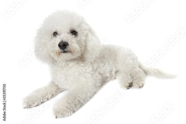 Obraz bichon frisé détendu