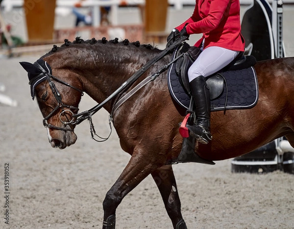 Fototapeta The bay horse performs in show jumping competitions