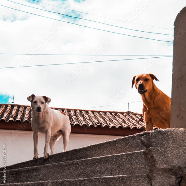 Obraz dos perro al final de una escalera