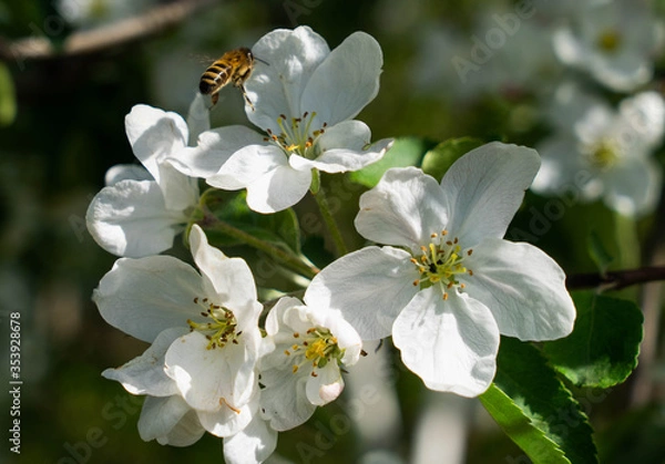 Obraz bee on apple blossom