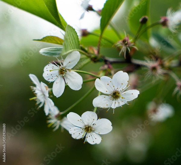 Obraz cherry blossoms