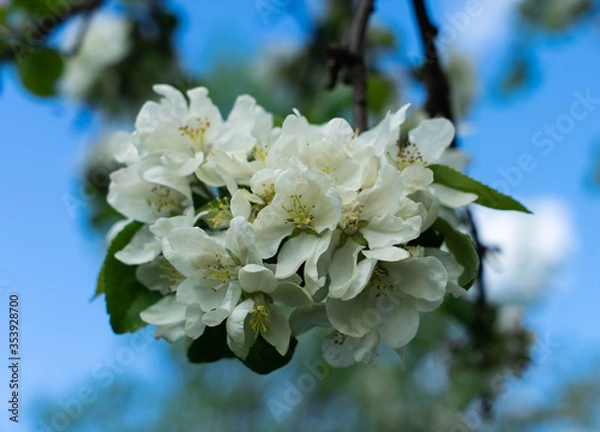 Obraz apple tree flowers