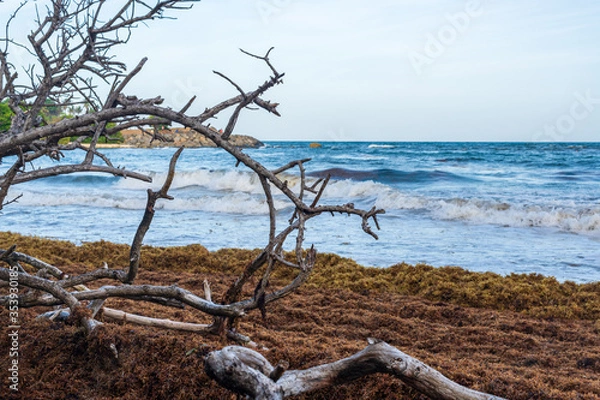 Fototapeta Branches mortes de mangrove devant des sargasses brunes échouées sur le rivage avec une mer quelques vagues à l'arrière plan en fin de journée avec un ciel bleu