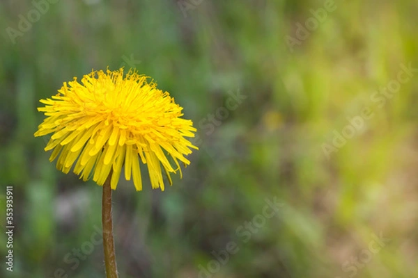 Obraz Sunny spring flower dandelion