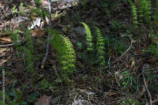 Obraz Horsetail in the forest