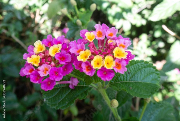 Obraz flore en un parque 