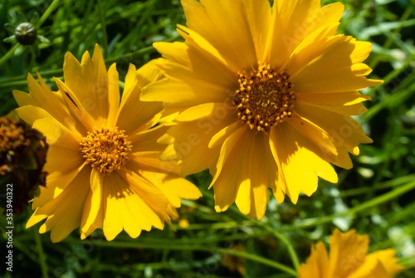 Obraz flore en un parque 