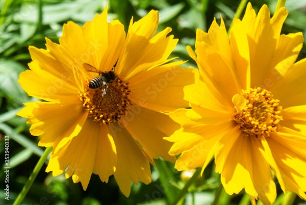 Obraz flore en un parque 