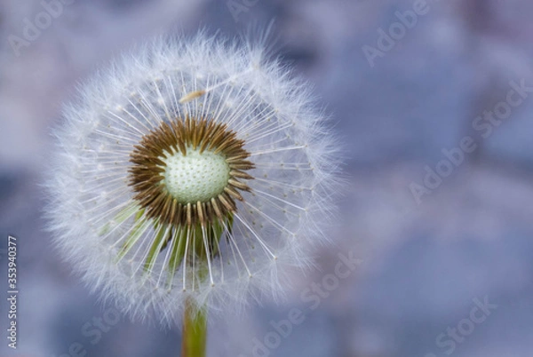 Obraz flore en un parque 