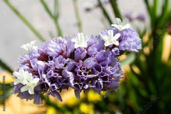Obraz flore en un parque 