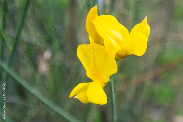 Obraz flore en un parque 