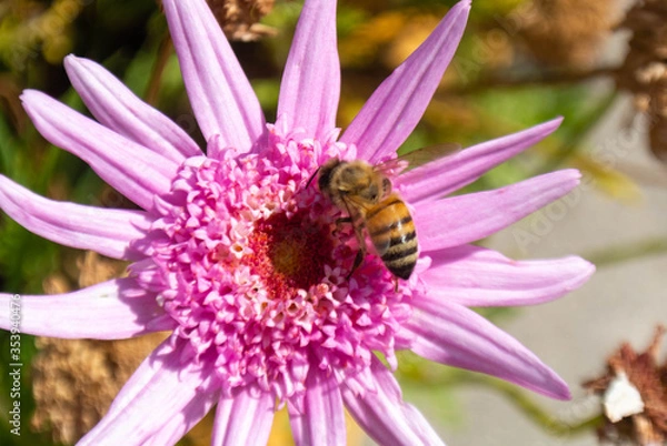 Obraz flore en un parque 
