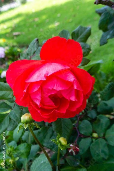 Obraz flore en un parque 