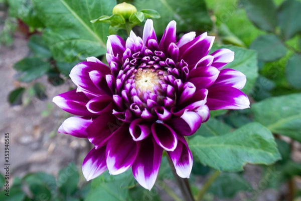 Obraz flore en un parque 