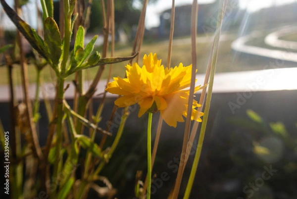 Obraz flore en un parque 