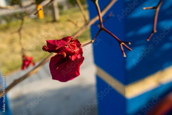 Obraz flore en un parque 