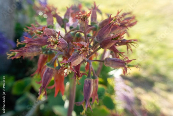 Obraz flore en un parque 