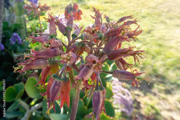 Obraz flore en un parque 