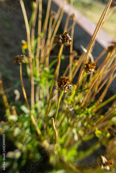 Obraz flore en un parque 