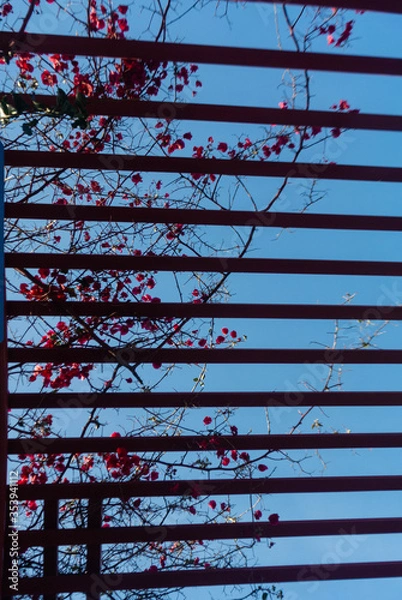 Obraz flore en un parque 