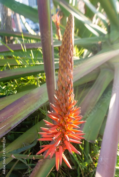 Obraz flore en un parque 