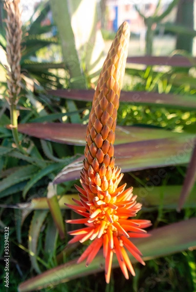 Obraz flore en un parque 