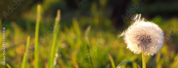 Fototapeta  Spring dandelion on green grass in sunny weather