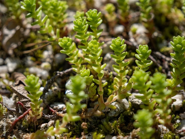 Obraz 小さな植物