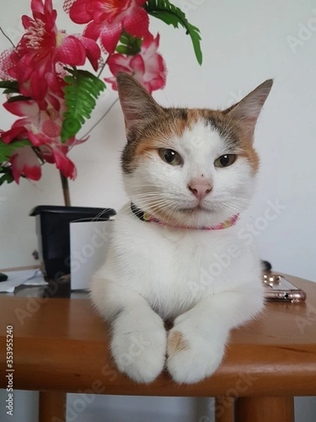 Obraz Beautiful cat in table
