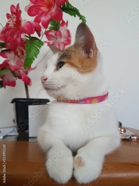 Obraz Cat and flowers