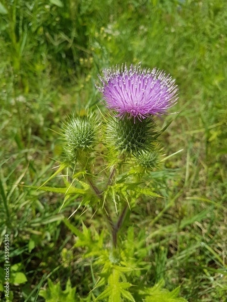 Obraz Purple thistle flower