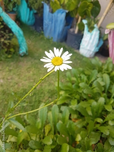Obraz Daisy flower in a garden