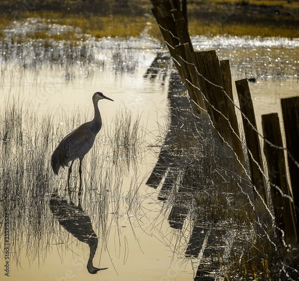 Fototapeta Sandhill Crane in morning light with reflection