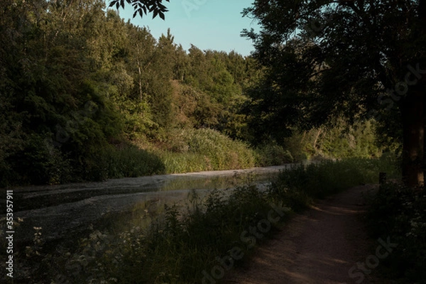 Obraz Light in forest