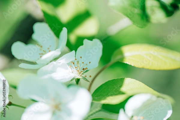 Obraz white flowers green leaves