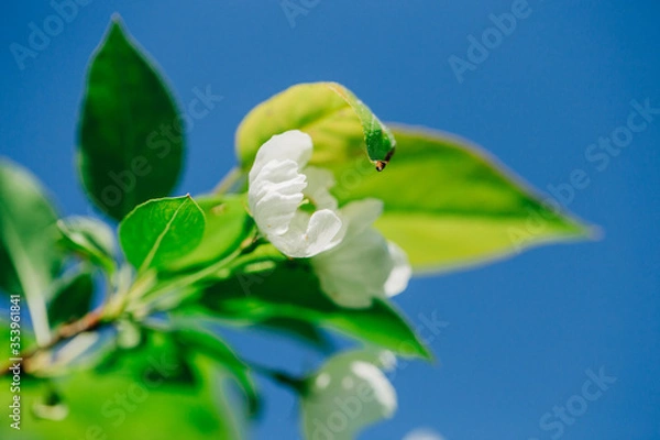 Obraz white flowers blue sky