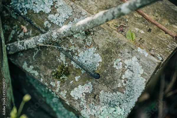 Obraz lichen on wood