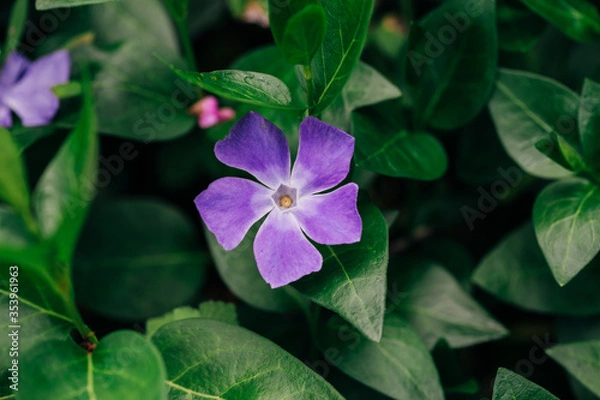Obraz purple flower