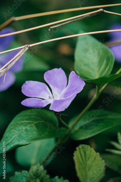 Obraz purple flower green leaf