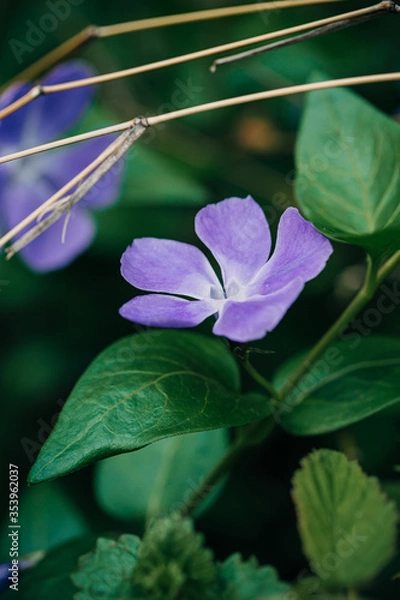 Obraz purple flowers