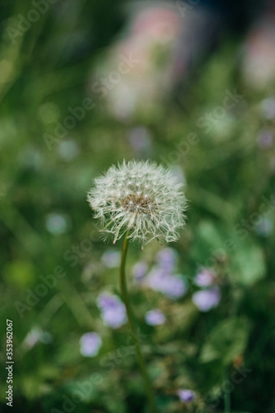Obraz dandelion in grass