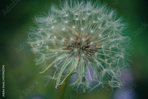 Obraz dandelion seed head