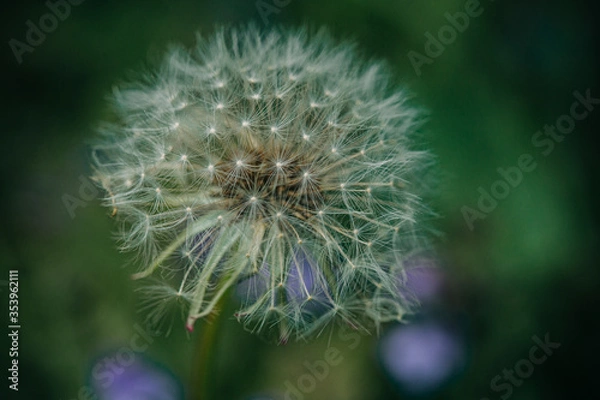 Obraz dandelion seed head