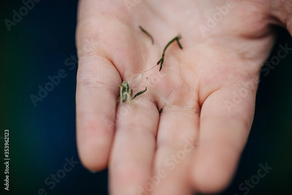 Obraz hand holding a plant