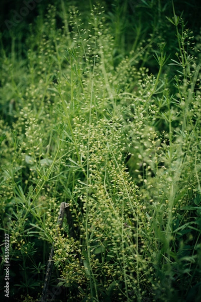 Obraz fern in the forest