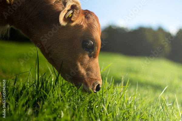 Fototapeta A young pasture fed calf grazes in the sun. 