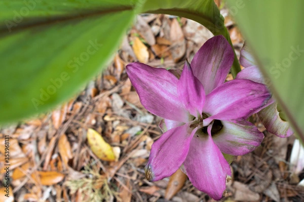 Fototapeta Pink flower.